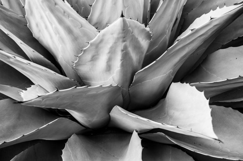 A black and white photograph of Agave ovatifolia (Whale's Tongue Agave) as viewed at the Los Angeles County Arboretum, California.