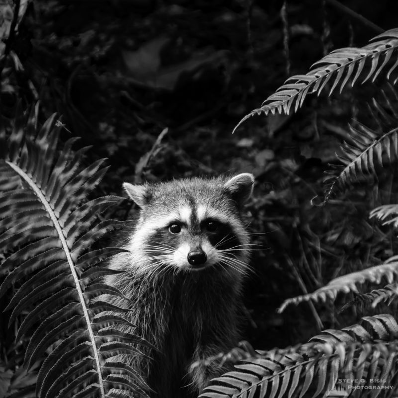 A raccoon looking out from the ferns. Point Defiance Park, Tacoma, Washington.