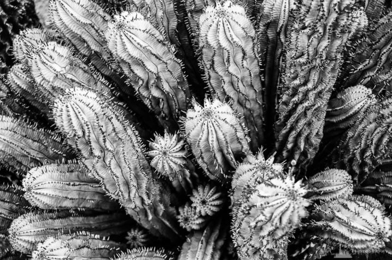 A black and white photograph of Resin spruge (Euphorbia resinifera) as viewed at the Los Angeles County Arboretum, California.