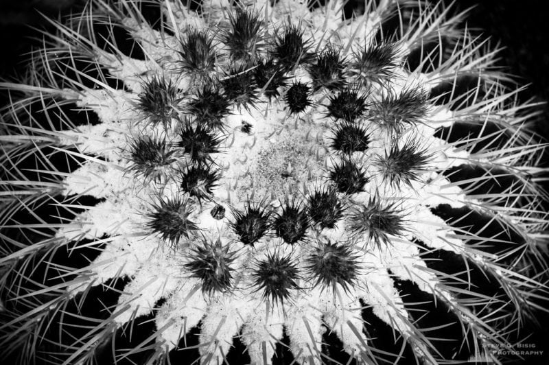 A black and white photograph of Golden Barrel Cactus (Echinocactus grusonii) as viewed at the Los Angeles County Arboretum, California.