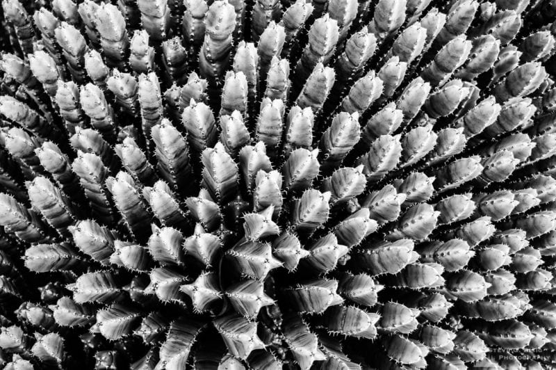 A black and white photograph of Resin spruge (Euphorbia resinifera) as viewed at the Los Angeles County Arboretum, California.