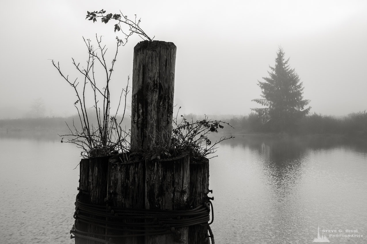 One of a series of black and white photographs of an old wharf along the Willapa River on a foggy autumn morning in Raymond, Washington.