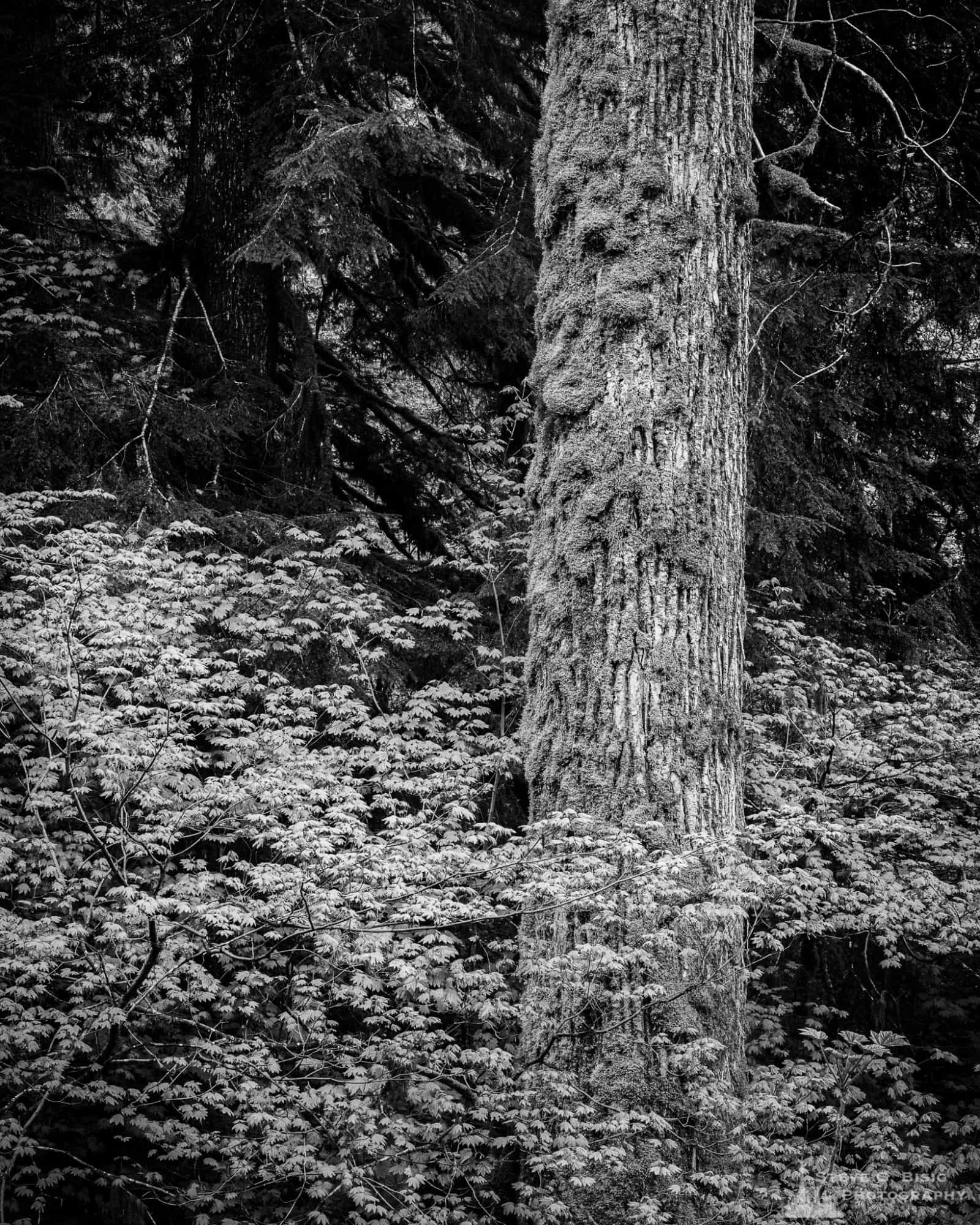 A black and white landscape photograph of a large tree found along Forest Road 52 (Skate Creek Road) in the Gifford Pinchot National Forest, Washington.