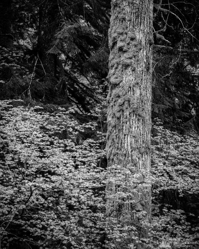 A black and white landscape photograph of a large tree found along Forest Road 52 (Skate Creek Road) in the Gifford Pinchot National Forest, Washington.