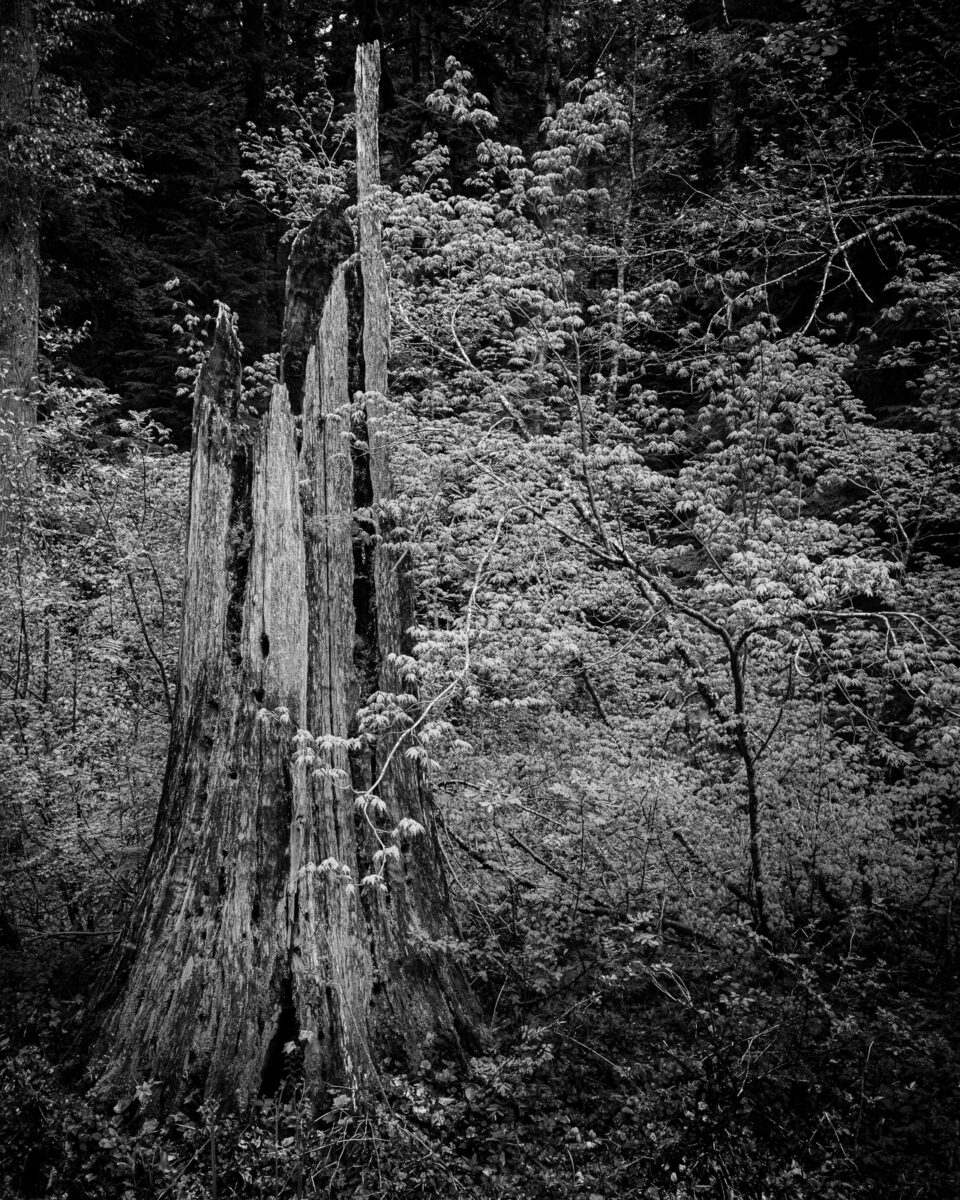 A black and white landscape photograph of an old-growth stump found along Forest Road 52 (Skate Creek Road) in the Gifford Pinchot National Forest, Washington.