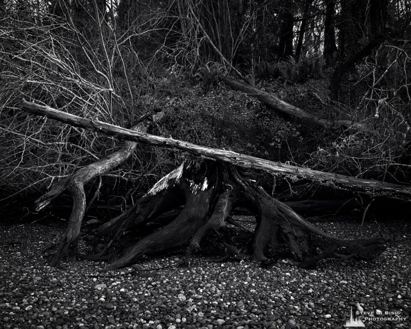 A black and white fine art intimate landscape photograph of the transition from rocky beach to the forest at Kopachuck State Park, Washington.