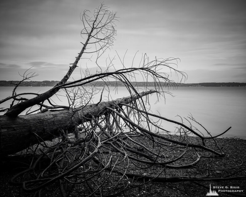 A black and white long exposure landscape photograph of a fallen tree on the Puget Sound beach at Kopachuck State Park, Washington.