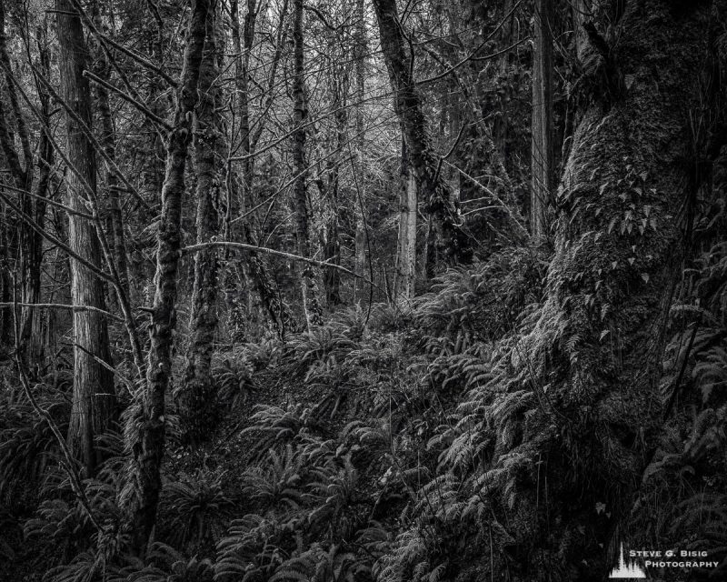 A black and white fine art landscape photograph of the forest at Kopachuck State Park, Washington.