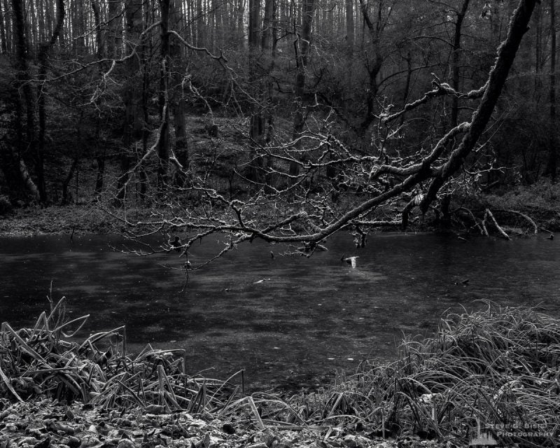 A black and white landscape photograph of a frozen pond captured during a late Autumn walk through the Sonian Forest of Belgium.