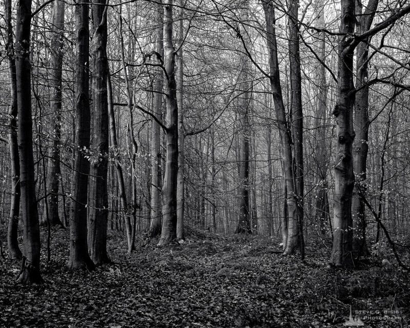 A black and white landscape photograph of an opening through the beech tree forest as captured on a late Autumn walk through the Sonian Forest of Belgium.