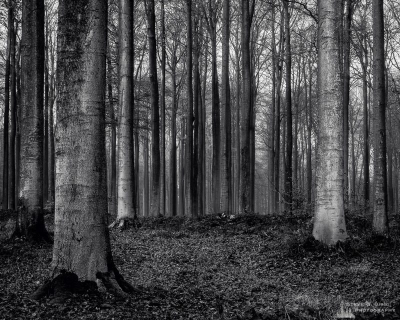 A black and white landscape photograph of a mature grove of beech trees captured on a late Autumn walk through the Sonian Forest of Belgium.