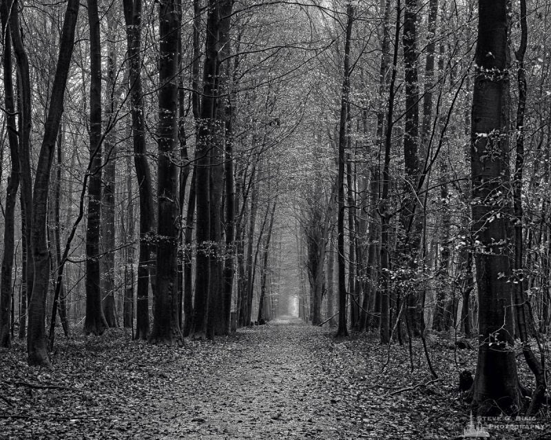 A black and white landscape photograph of a leaf-covered road captured on a late Autumn walk through the Sonian Forest of Belgium.