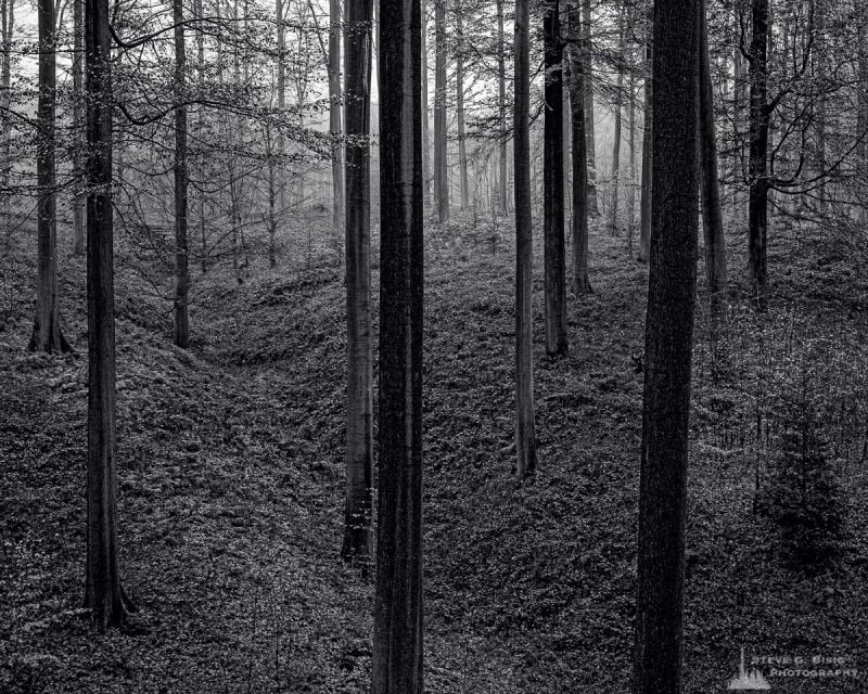 A black and white landscape photograph of a small gully in the open beech forest captured on a late Autumn walk through the Sonian Forest of Belgium.