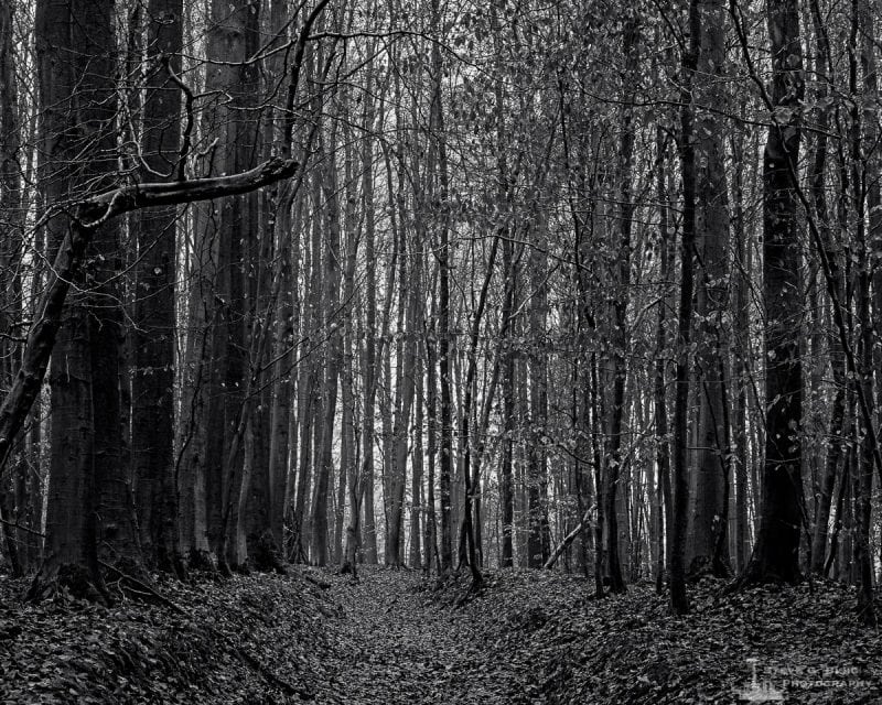 A black and white landscape photograph of the forest captured on a late Autumn walk through the Sonian Forest of Belgium.