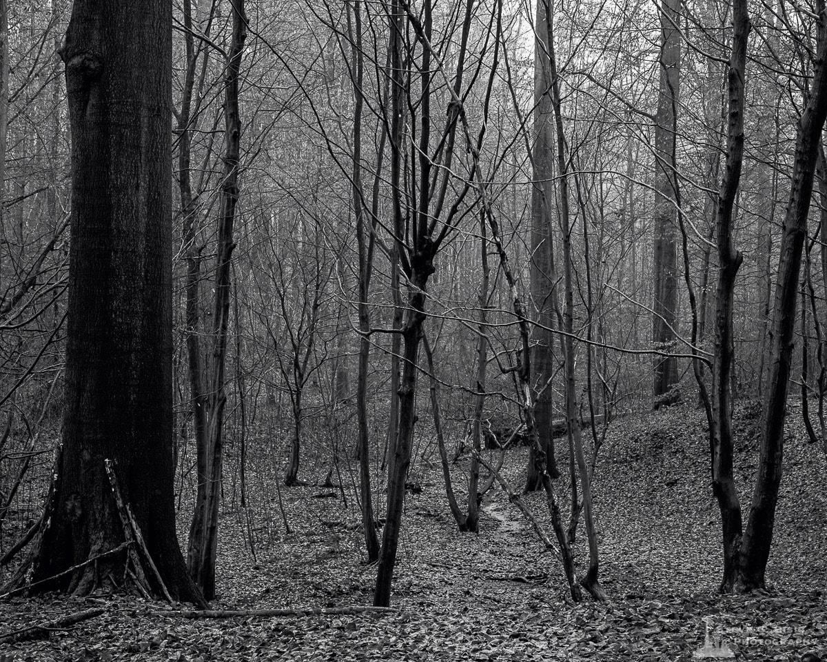 A black and white landscape photograph a tiny stream of water in the forest captured during a late Autumn walk through the Sonian Forest of Belgium.