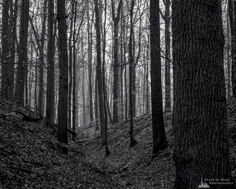 A black and white landscape photograph of a small gully through the forest as captured during a late Autumn walk through the Sonian Forest of Belgium.