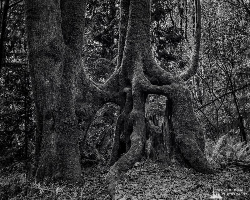 A black and white fine art landscape photograph of strangely shaped tree roots at Kopachuck State Park, Washington.