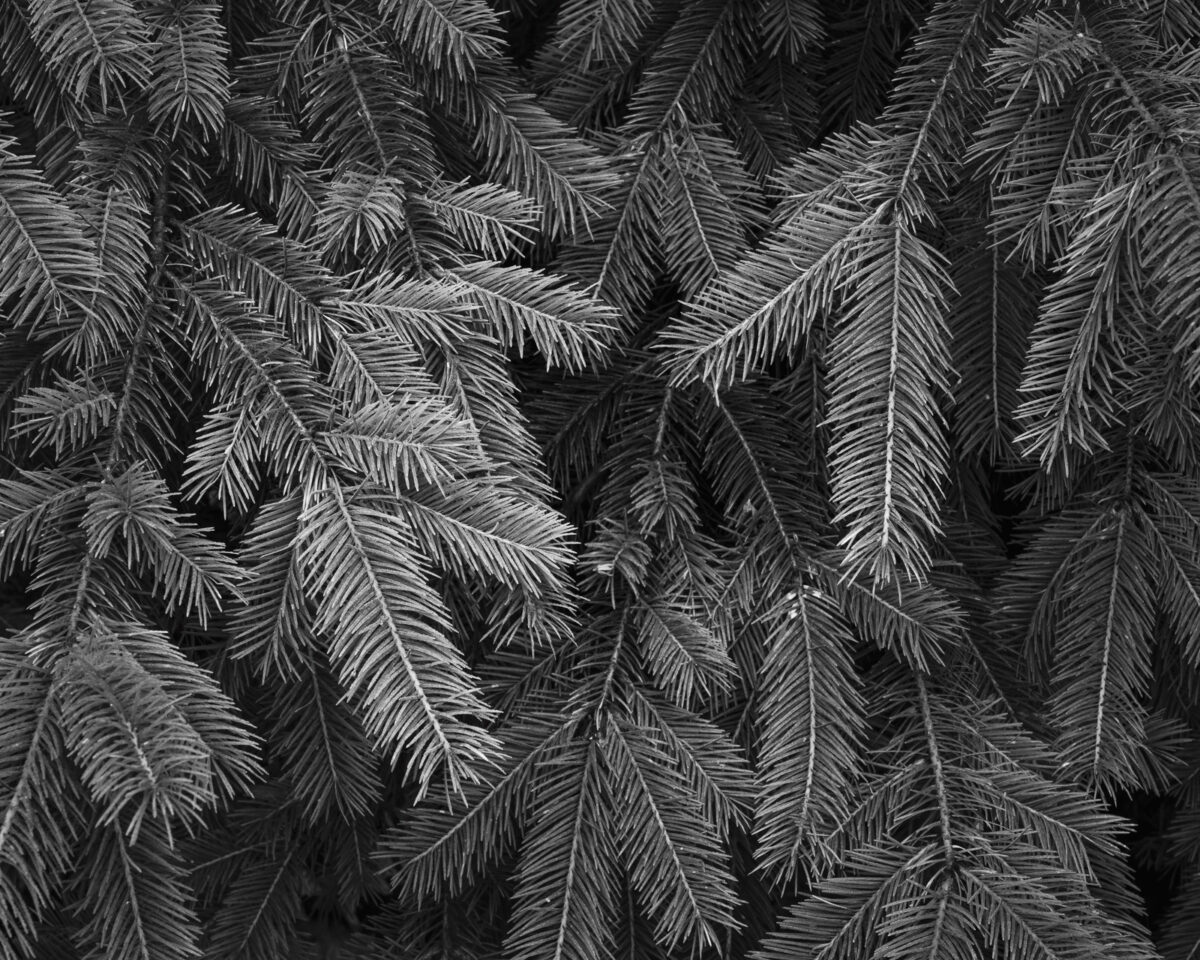 Image 4 of a series of 6 black and white intimate landscape photographs of the forest scenes on a summer morning walk through the Butte Creek Park near Raymond, Washington.