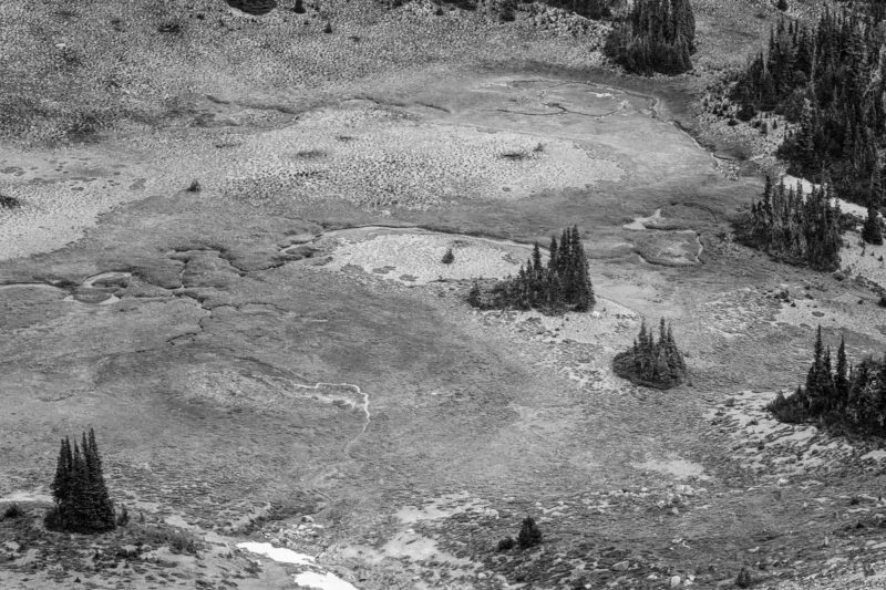 A black and white intimate landscape photograph of the alpine meadows near Huckleberry Creek in Mt. Rainier National Park, Washington.