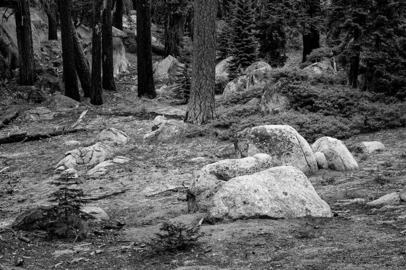 A black and white intimate landscape photograph of rocks in the forest at Yosemite National Park, California on an Autumn evening.