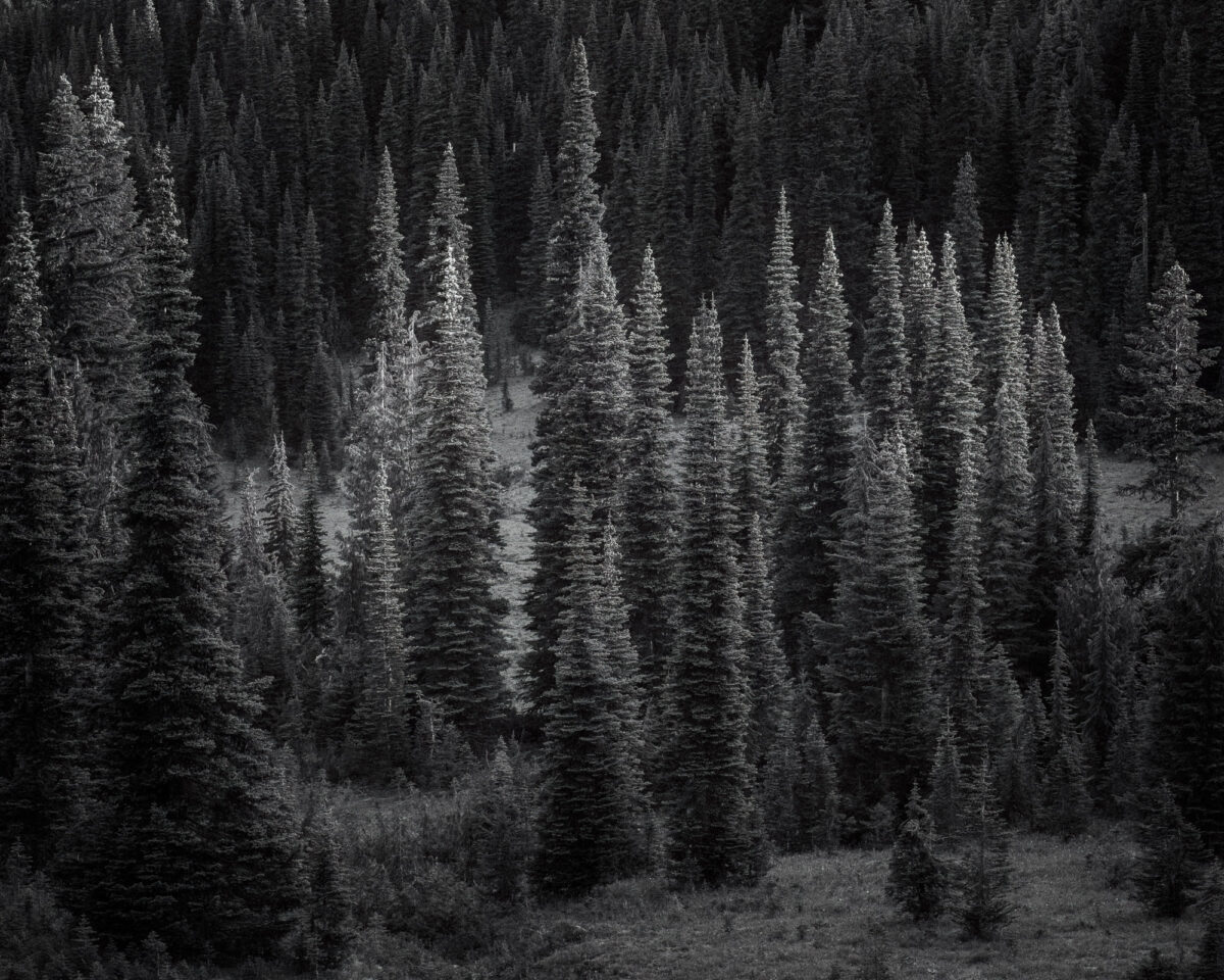 A black and white intimate landscape photograph of the forests along the Naches Peak Loop=