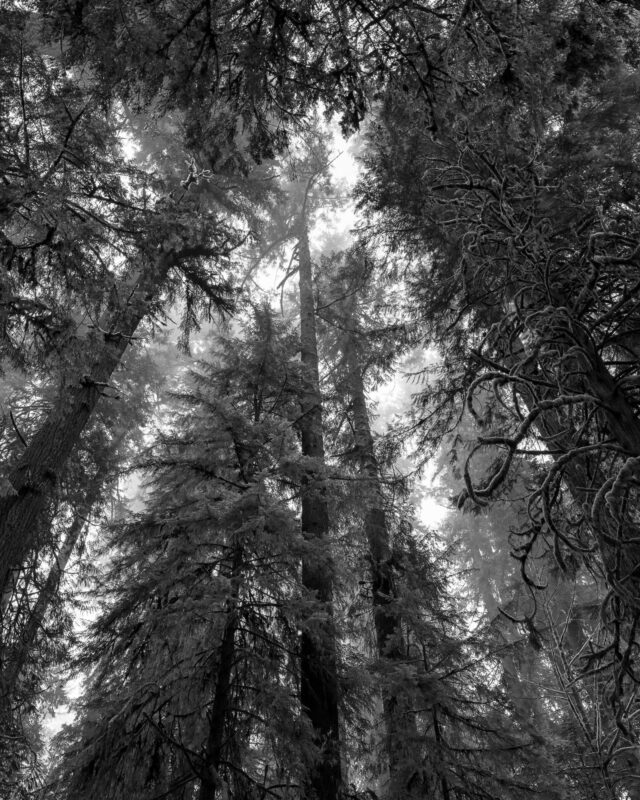 A black and white photograph looking up through the old growth forest at Rainbow Falls State park, Washington on a foggy winter day.