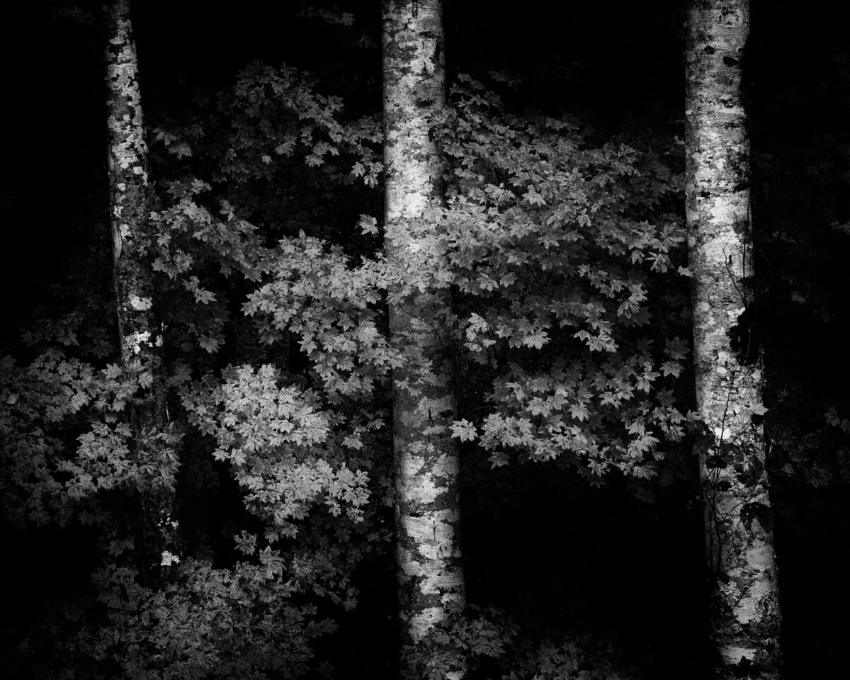 A black and white intimate landscape photograph of vine maples along the edge of a forest near Bandera, Washington.