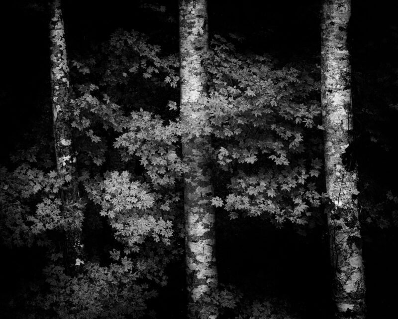 A black and white intimate landscape photograph of vine maples along the edge of a forest near Bandera, Washington.