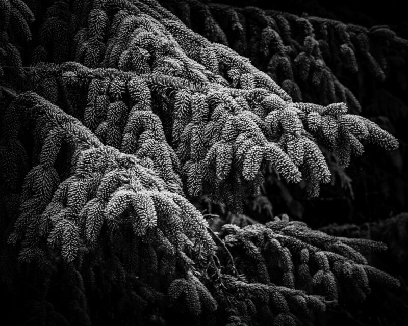 In the tranquil setting of Sitkum River Valley, Washington, this black-and-white photograph presents the delicate interplay of nature. The textured branches, adorned with a frosted elegance, offer a moment of reflection and peace. It is ideal for those seeking a mindful connection to the natural world.