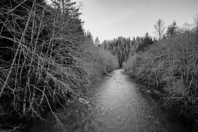 A black and white portrayal of the South Fork Skokomish River, nestled within the serene embrace of Olympic National Forest in Mason County, Washington. This timeless landscape, devoid of color, reveals the raw beauty of nature's elements, where the river gracefully winds through a majestic forest in the Pacific Northwest.