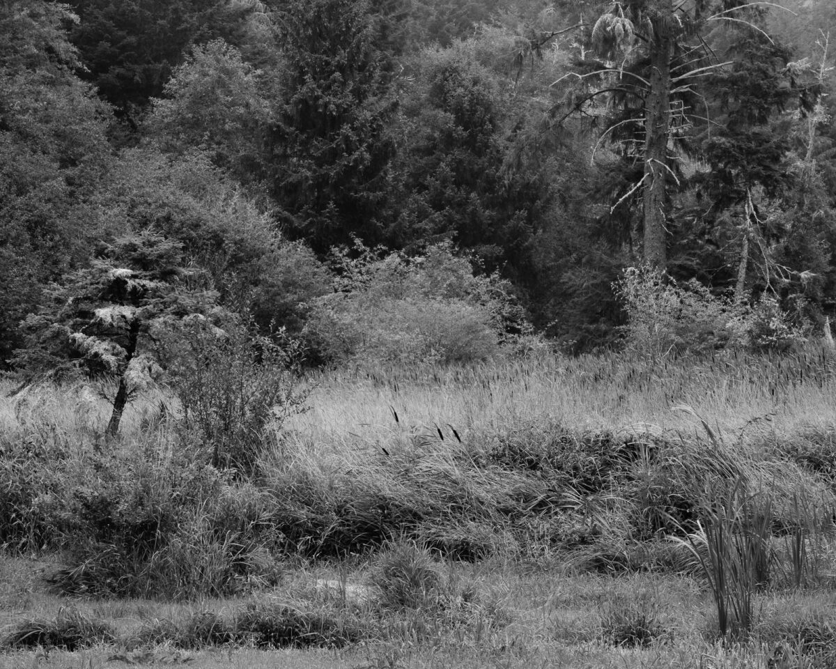 The grassy estuary of Willapa Bay, Washington, gracefully mingles with the bordering forest. The absence of color accentuates the timeless beauty of this tranquil landscape, where nature's elements harmonize in perfect balance.