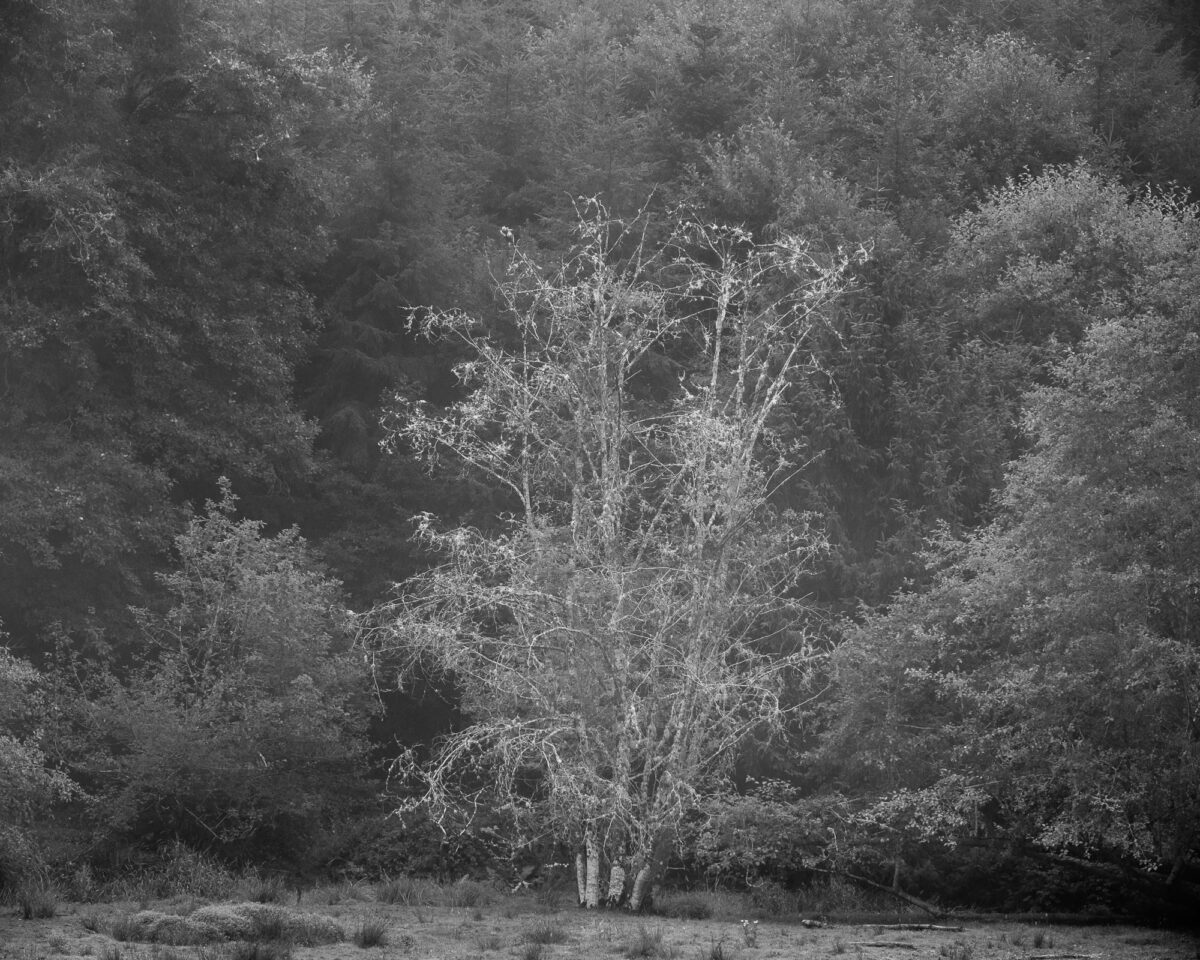 A solitary tree stands as a sentinel in a tranquil pasture, set against the backdrop of a slightly foggy forest on a serene summer morning in rural Pacific County, Washington. The monochrome palette enhances the timeless and intimate quality of the scene, accentuating the intricate textures of the tree's branches and the soft, dreamy veil of mist that separates it from the distant forest.