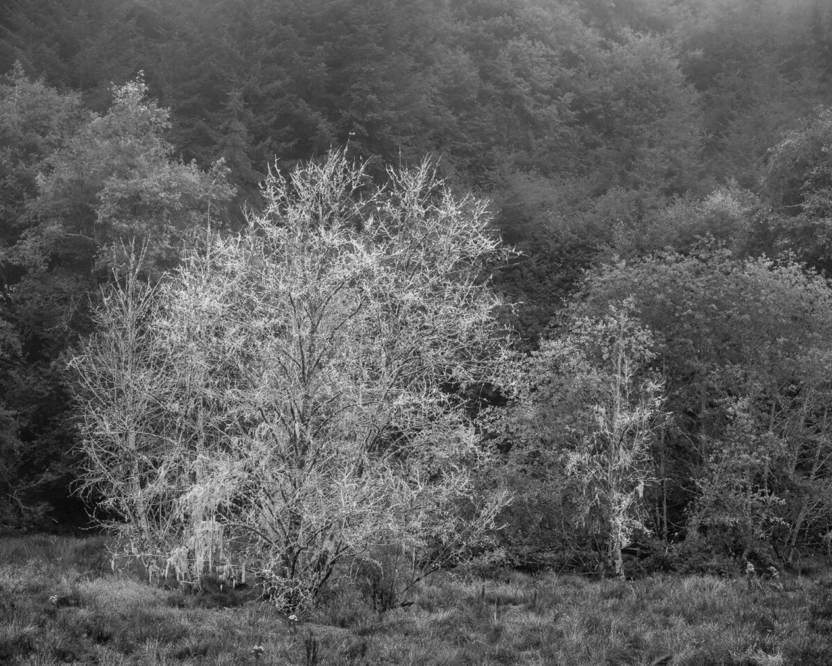 A cluster of trees, gracefully positioned at the periphery of a Pacific County, Washington pasture, forms the focal point. The soft embrace of a summer morning fog lends an ethereal quality to the distant forest, casting an intimate and dreamlike aura over the scene.