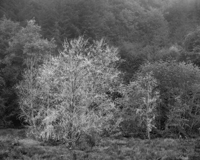 A cluster of trees, gracefully positioned at the periphery of a Pacific County, Washington pasture, forms the focal point. The soft embrace of a summer morning fog lends an ethereal quality to the distant forest, casting an intimate and dreamlike aura over the scene.