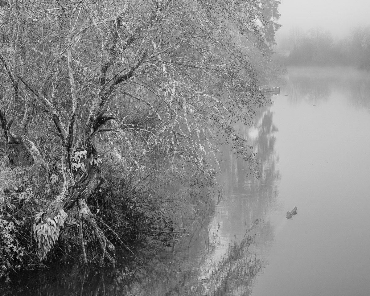 A tranquil scene unfolds at the Willapa River, where nature is captured in a moment of change. The barren tree branches, stripped of their autumnal glory, stand as sentinels to the passing season. The water reflects the stark contrast between light and dark in this quiet space between fall and winter.