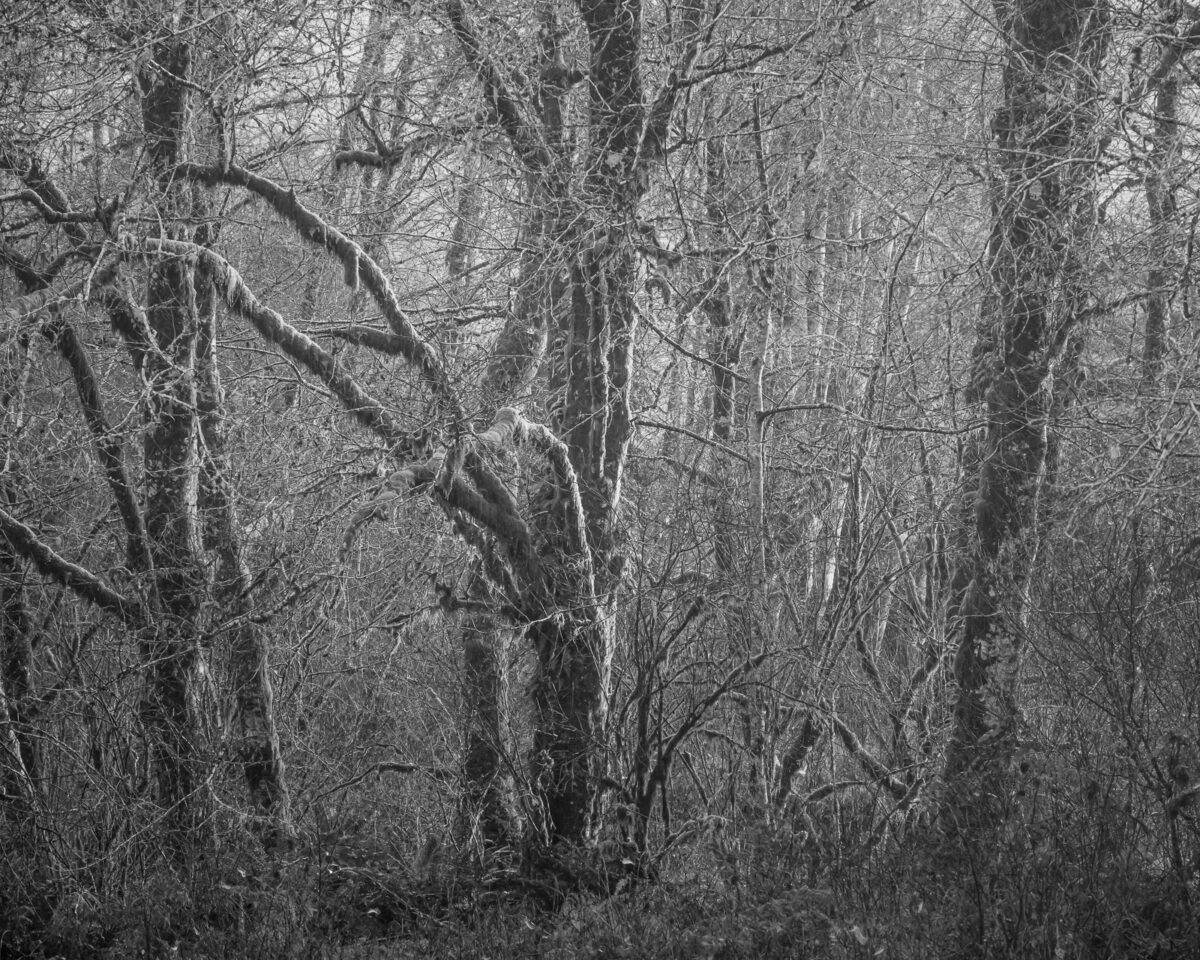 The Willapa Valley in Washington is veiled in a serene, mystical fog, marking the last day of autumn. Bare trees, their branches like the outstretched arms of dancers frozen mid-performance, are adorned with the soft embrace of mist. As nature prepares for the silent slumber of winter, this ethereal landscape captures a moment where time seems to stand still.