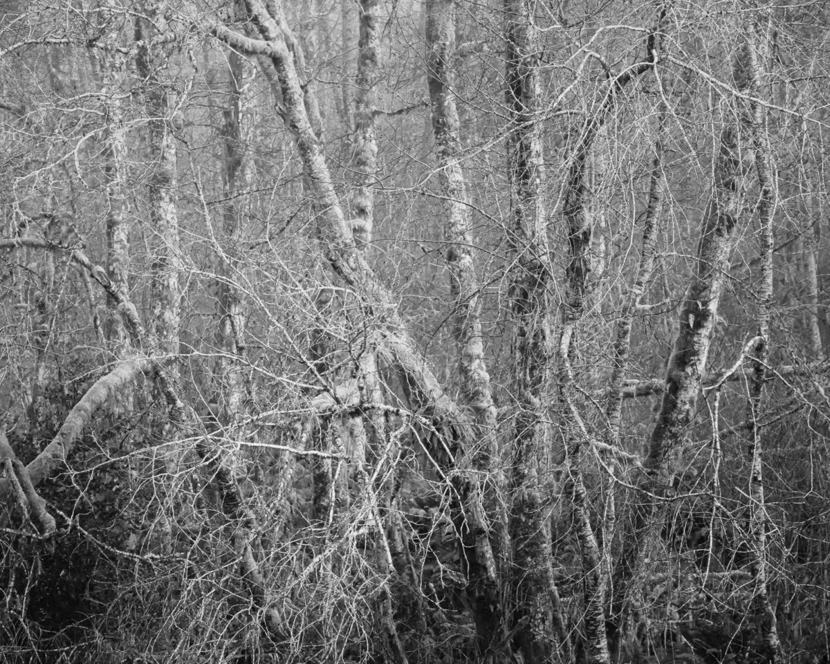 A serene silence envelops the foggy forest of Willapa Valley, Washington, as the skeletal branches of trees are silent witnesses to the last whispers of autumn. The mist weaves through the intricate dance of branches, casting an ethereal glow that illuminates the transition from fall to winter. In this monochromatic symphony, nature bids farewell to autumn’s vibrancy and gracefully embraces winter’s solemnity.