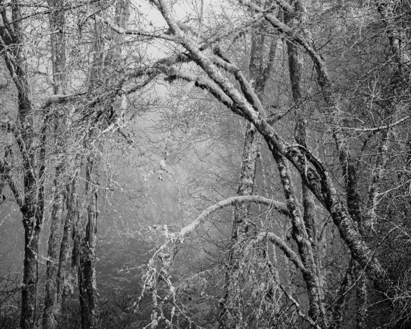 As the final leaves of autumn cling to the branches, a serene fog envelops the forest in Willapa Valley, Washington, casting an ethereal glow that illuminates every twisted bough and gnarled limb. The silence is profound, interrupted only by the distant rustle of leaves bidding farewell to their arboreal homes. In this moment of tranquil beauty, nature's transition from fall to winter is visible and palpable.