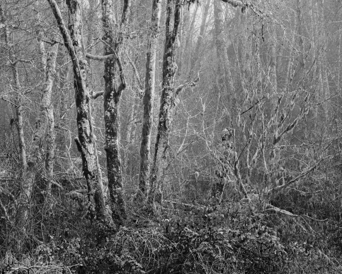 The foggy forest of Willapa Valley, Washington, is enshrouded in a serene mist on the last day of autumn. Bare trees, their branches like skeletal fingers, reach into the grey sky, painting a haunting yet beautiful scene. The quietude and ethereal beauty encapsulate the transition from the colorful fall to the silent winter.