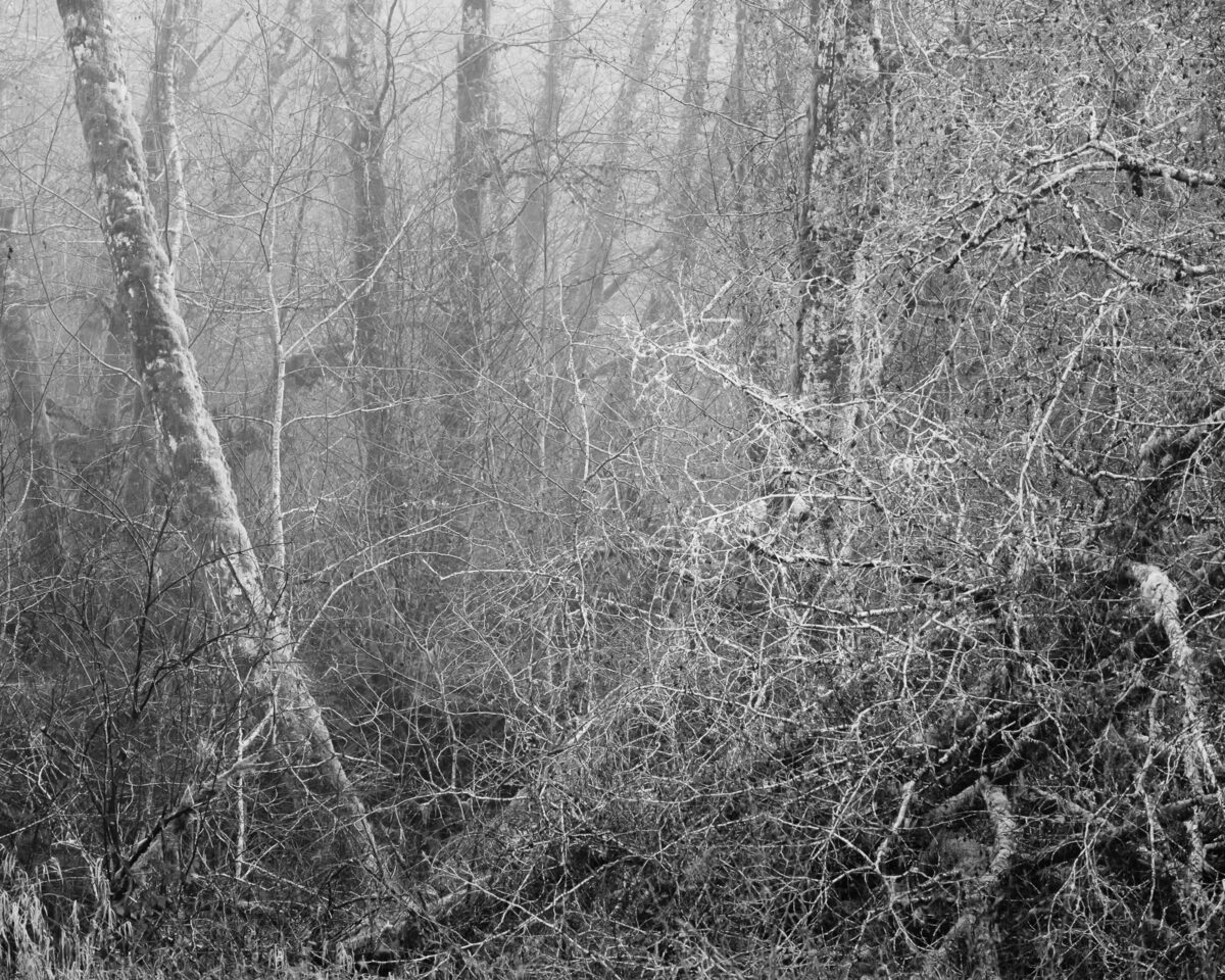 A serene fog envelopes the bare, intricate forest branches in Willapa Valley, Washington, marking a poetic end to autumn. The monochromatic tones paint a scene of quiet solitude, where nature is caught in the delicate transition from fall to winter. Each tree is a silent testament to the passing seasons, veiled in mist and mystery.