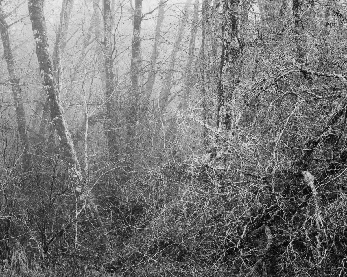 A serene silence envelops the foggy forest of Willapa Valley, Washington, as the last whispers of autumn breathe through the bare branches. The ethereal mist weaves through the trees, casting an enigmatic spell that blurs the lines between reality and fantasy. As winter waits in the wings, nature's monochrome masterpiece unveils a hauntingly beautiful transition.