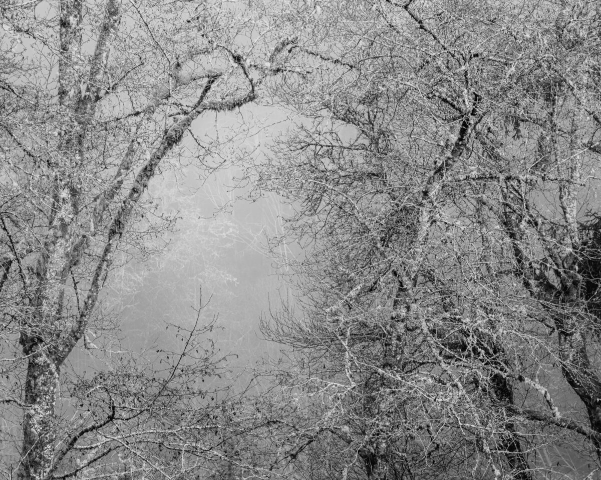 Silence envelops the foggy forest of Willapa Valley, Washington, as the last whispers of autumn breathe through the bare, intricate branches. The monochrome palette paints a haunting yet beautiful scene where nature's skeletal forms stand as sentinels to the passing season. As winter's chill approaches, there is a profound stillness, a moment suspended in time where autumn's end and winter's birth converge.