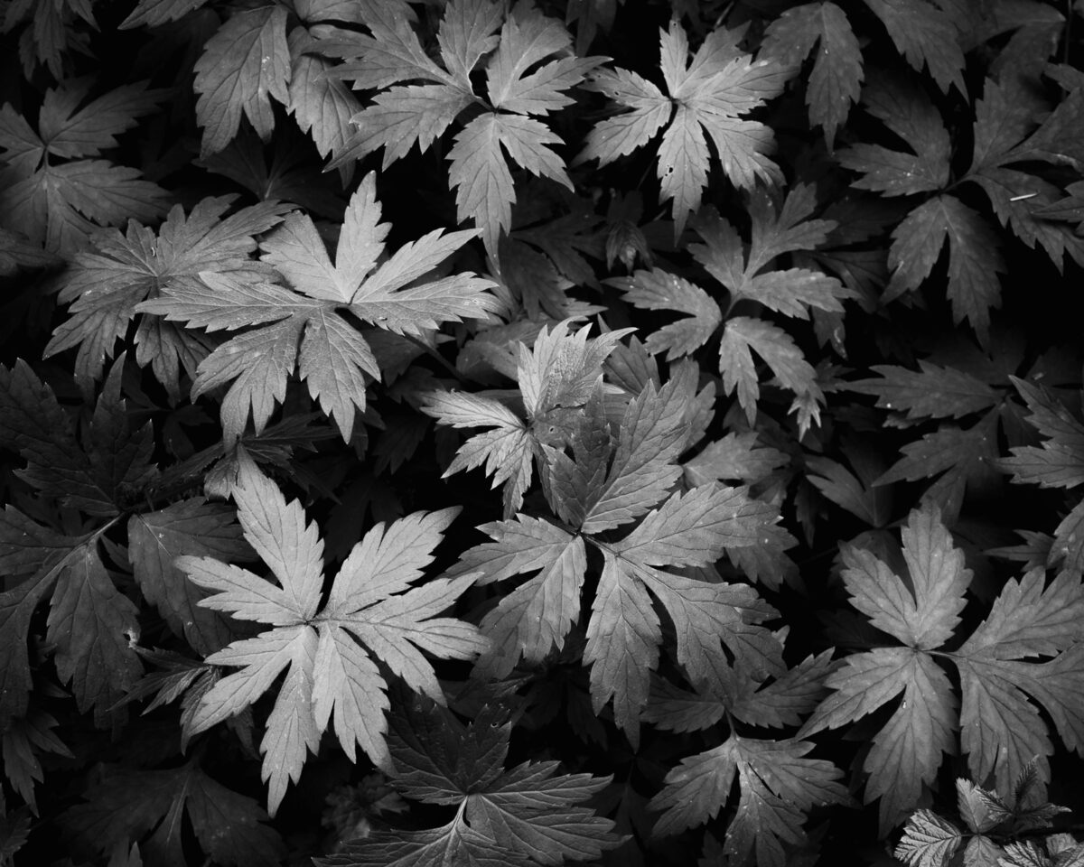 A black and white photograph of Pacific waterleaf (Hydrophyllum tenuipes) found in rural King County, Washington.