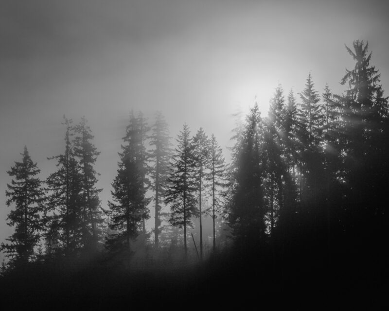 As the final day of autumn breathes its last, the serene forest overlooking the Willapa Valley is veiled in a mystical fog, heralding the imminent embrace of winter. The silhouettes of tall evergreens stand as silent sentinels, their outlines softened by the ethereal mist. The sun casts a gentle glow, illuminating the scene with an otherworldly light that dances between the trees and whispers secrets of the changing seasons.