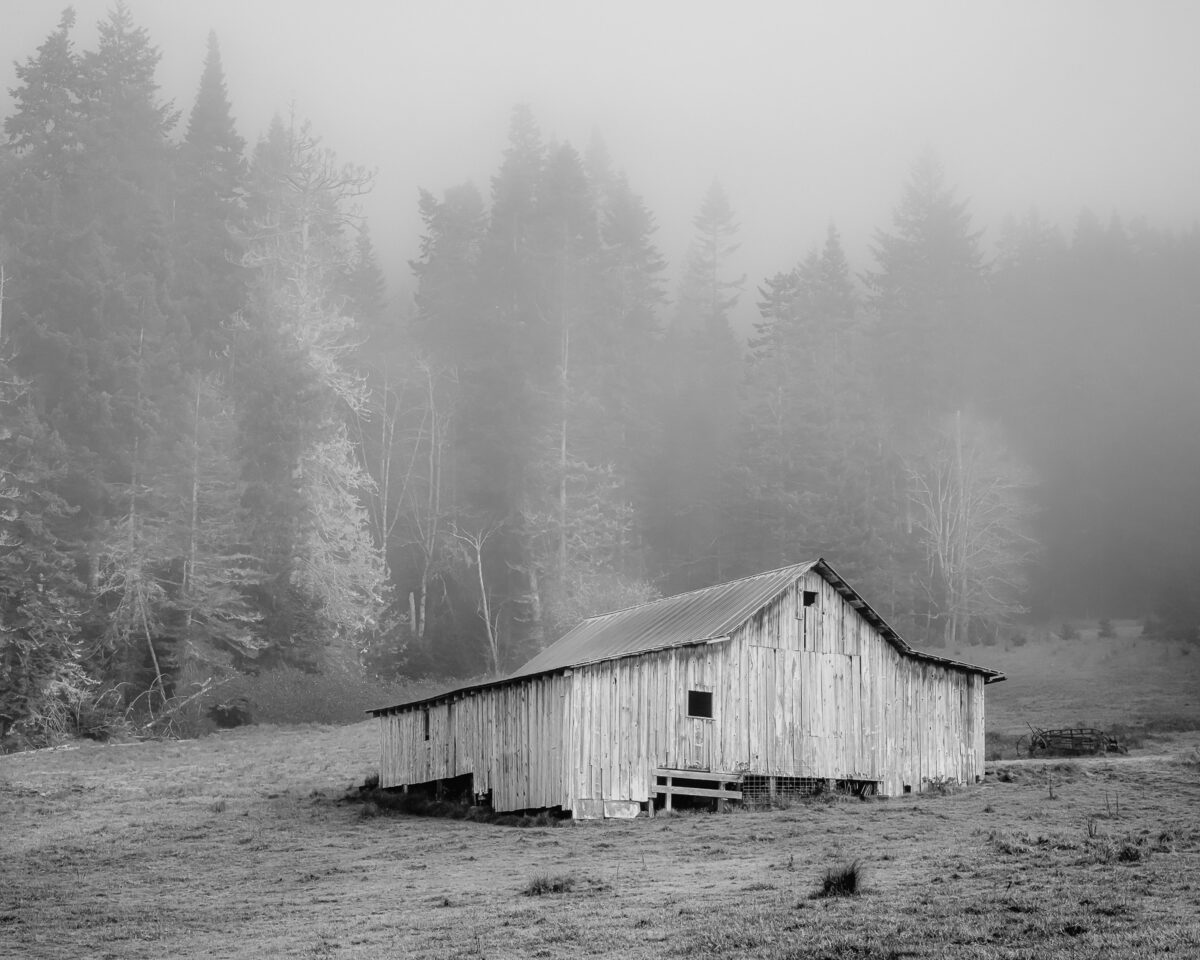 Nestled in the serene embrace of Willapa Valley, Washington, an old barn stands as a silent testament to the passage of time. On this foggy last day of autumn, it is both a solemn and graceful spectacle; its weathered wood echoes stories untold amidst the misty silence. As trees stand sentinel and fog weaves its ethereal dance, a haunting yet tranquil beauty marks autumn’s tender adieu.