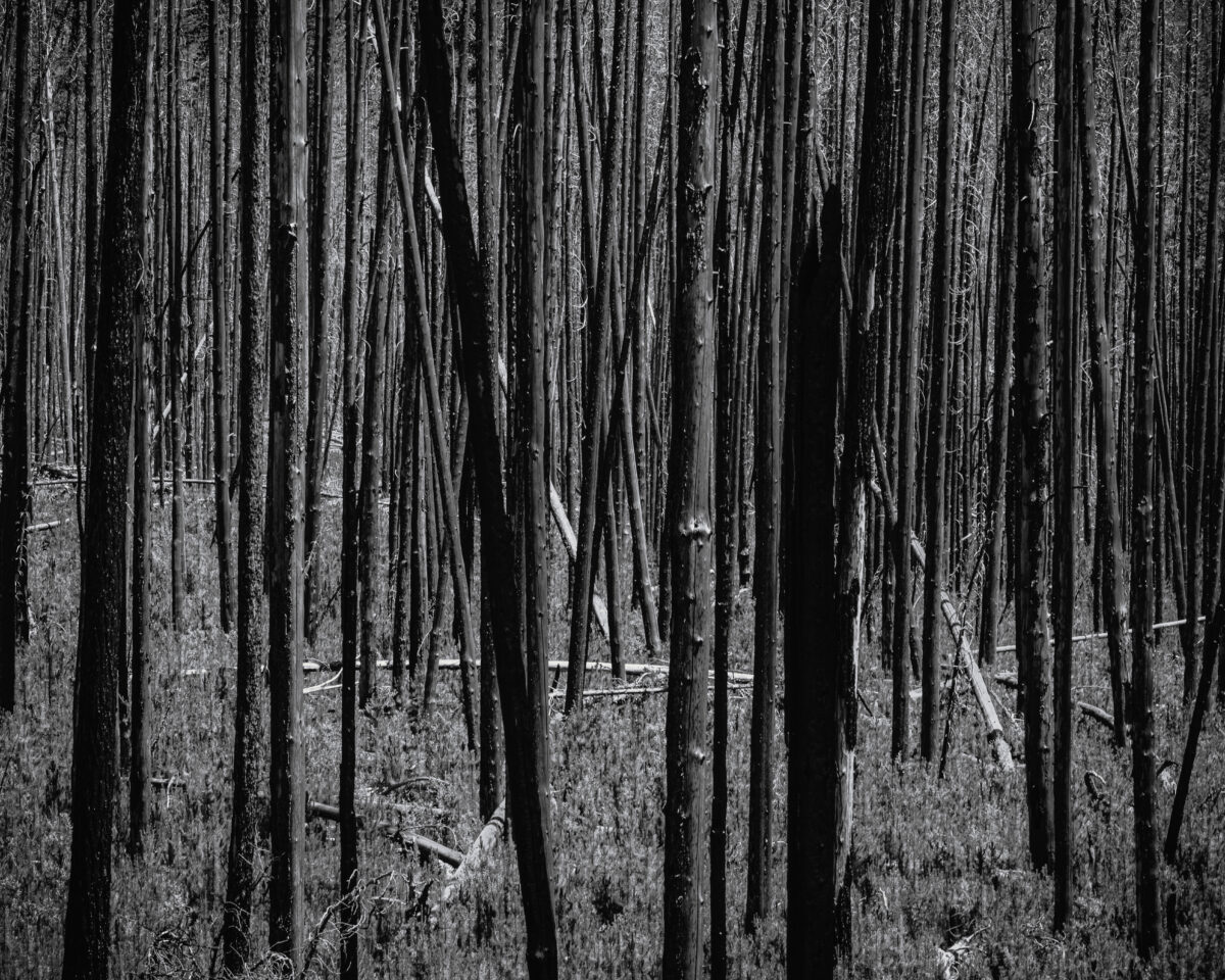 This black and white intimate landscape photograph captures the haunting beauty of Naneum Ridge’s slow recovery 14 years after the Table Mountain fire. The stark contrast between the blackened, vertical lines of fire-damaged trees and the soft, hazy undergrowth illustrates nature’s unhurried but determined resurgence. The forest floor’s gradual reclamation by recent growth speaks to the ecosystem’s resilience. The enduring presence of charred trunks is a sad reminder of the fire’s long-lasting impact. This scene embodies the delicate balance between destruction and regeneration, showcasing nature’s capacity for renewal despite significant devastation.