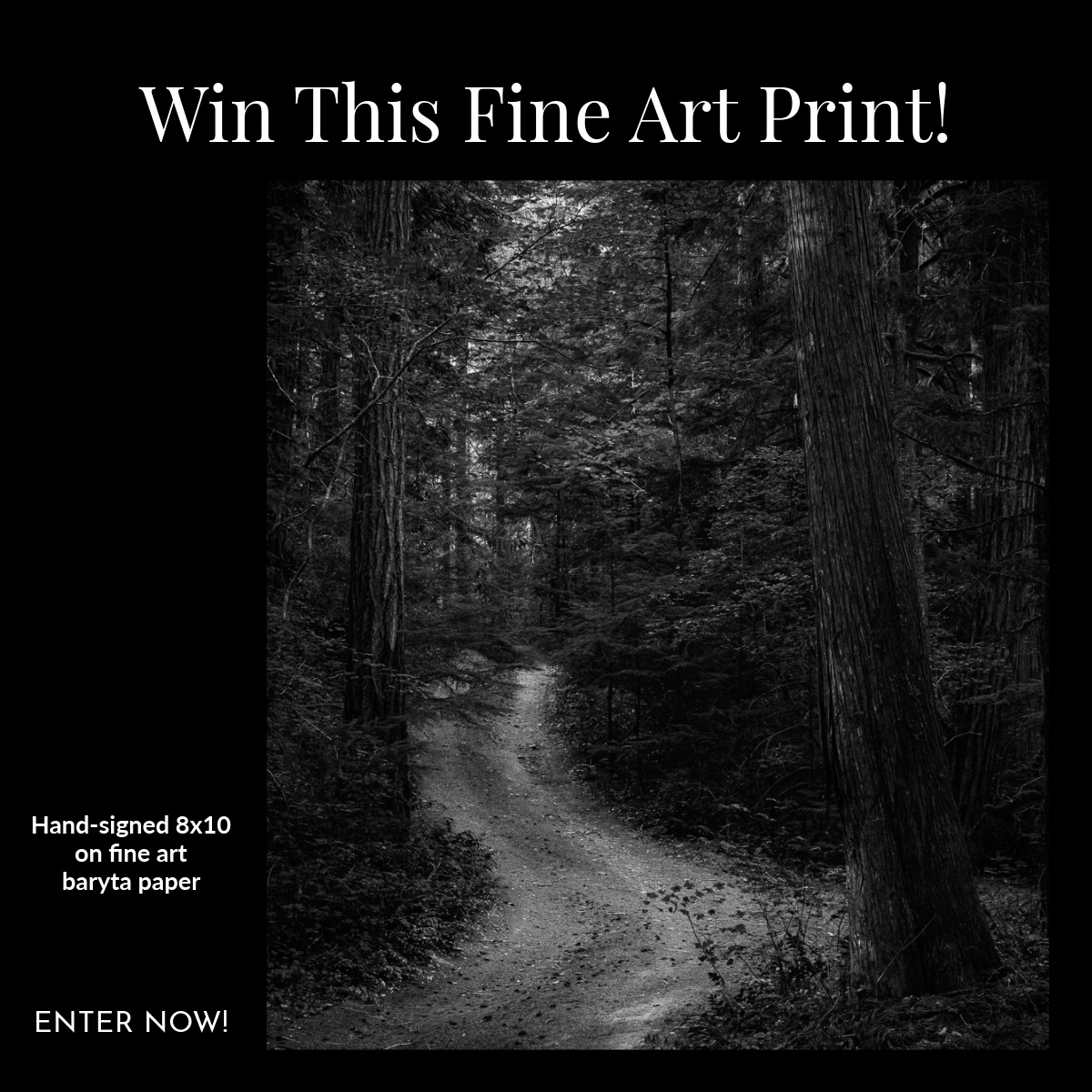 Win a Hand-Signed Fine Art Print: "Silent Forest Path "Giveaway!