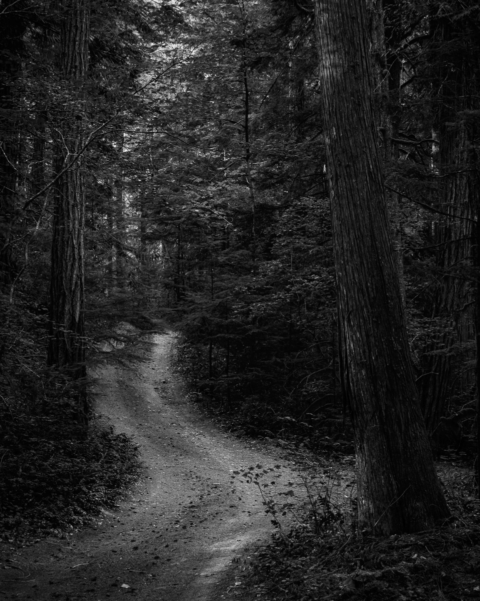 A quiet dirt road winds through the dense forest of Washinton State's Suiattle River Valley, pulling the viewer deeper into the tranquil shadows. The canopy above filters the light, casting the path in soft, muted tones. There's a profound sense of solitude and mystery, as though the trail leads to a place untouched by time, where trees whisper forgotten secrets and the earth bears the scars of centuries.