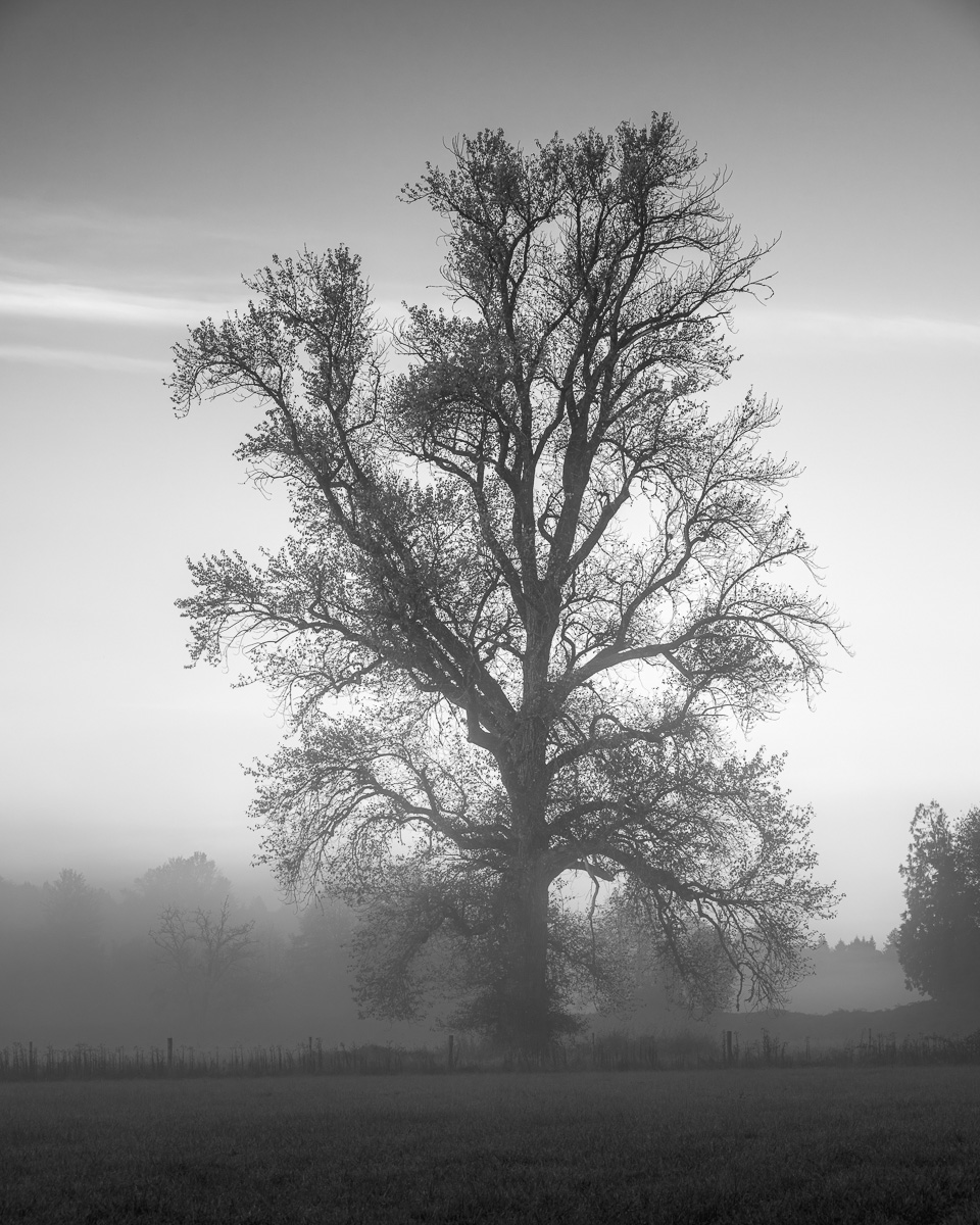 Embracing the Mist, Grays River, Washington, 2024