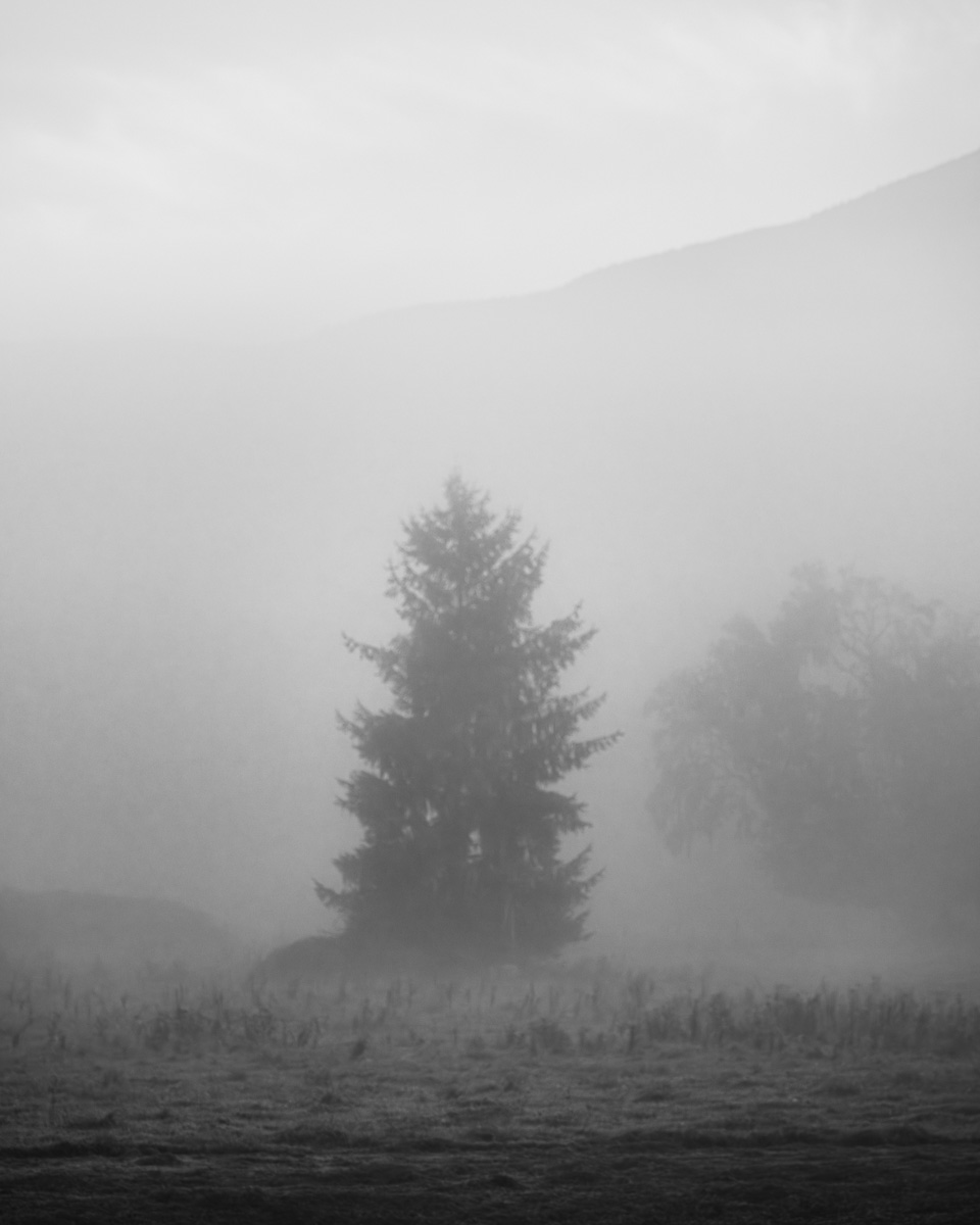 Veiled in Fog, Grays River, Washington